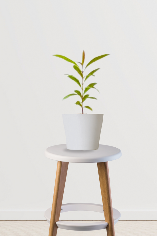 Mulberry fruit plant for garden
