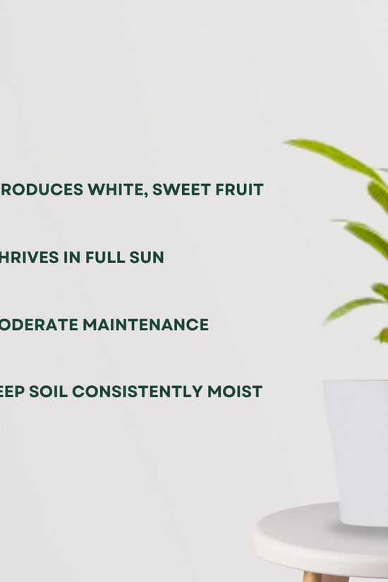 Mulberry fruit plant for garden
