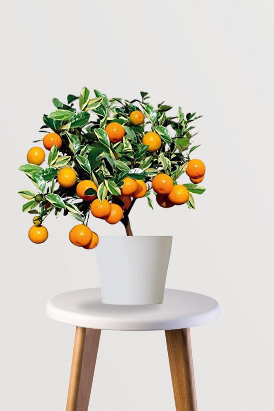 Orange fruit tree plant
