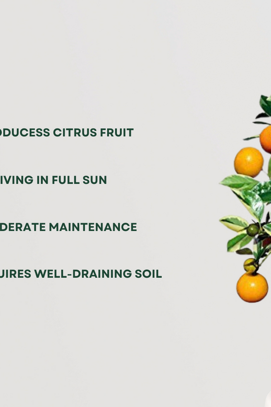 Orange fruit tree plant
