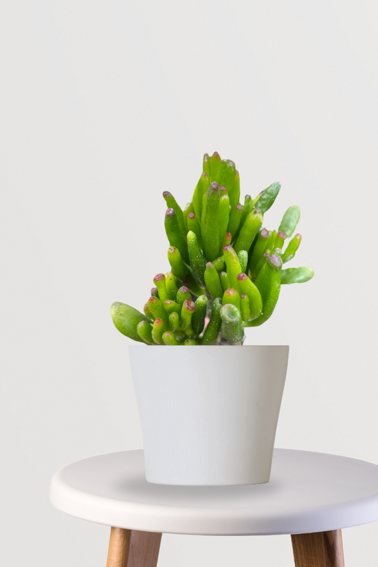 Crassula Ovata Gollum succulent plant
