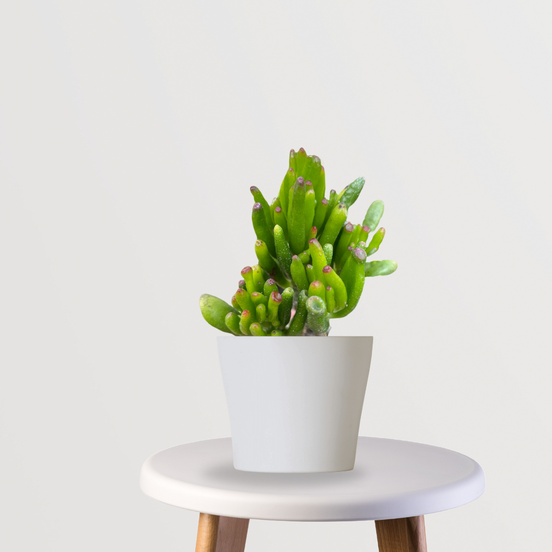 Crassula Ovata Gollum succulent plant
