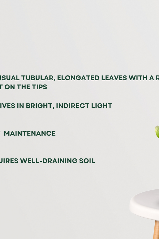 Crassula Ovata Gollum succulent plant
