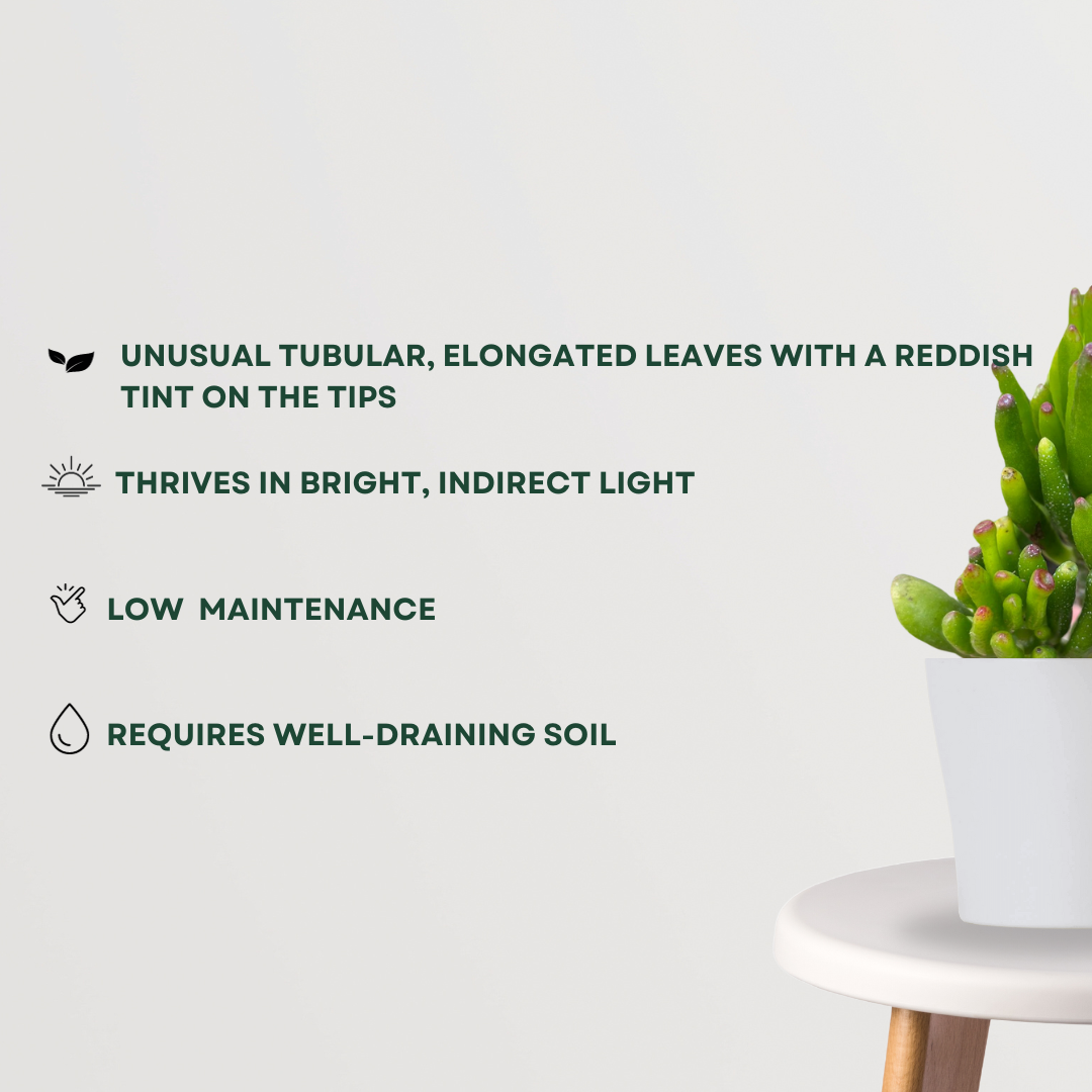 Crassula Ovata Gollum succulent plant
