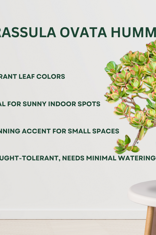 Care tips for Ovata Crassula Hummel Plant