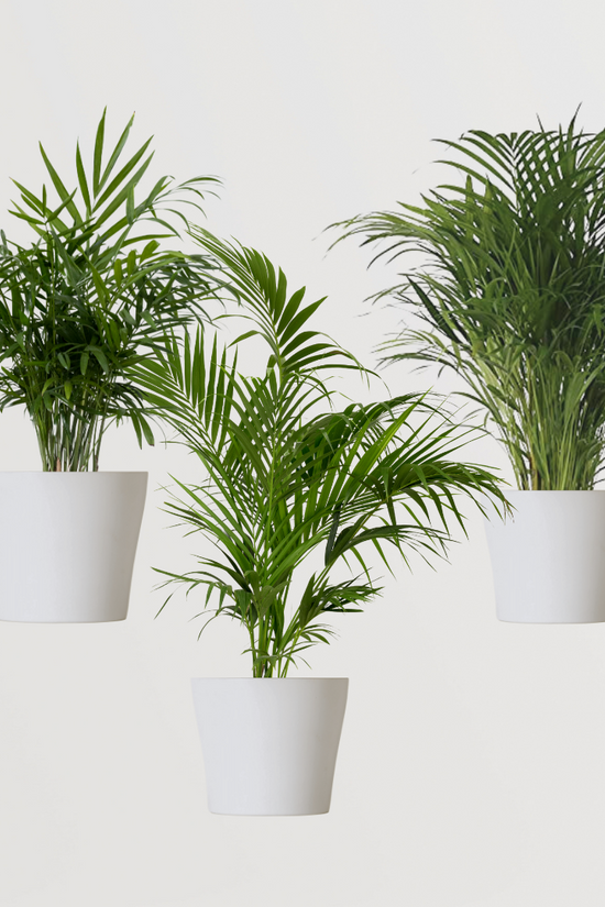 Combo of indoor palm plants
