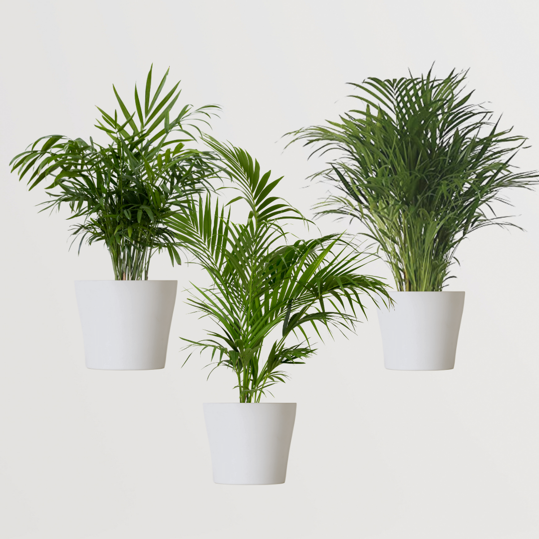 Combo of indoor palm plants