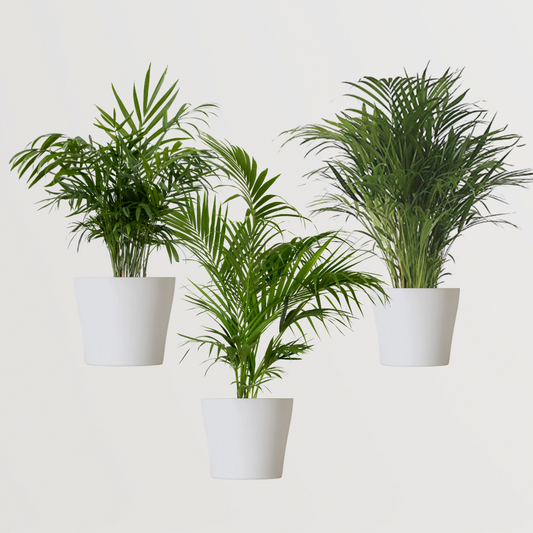 Combo of indoor palm plants