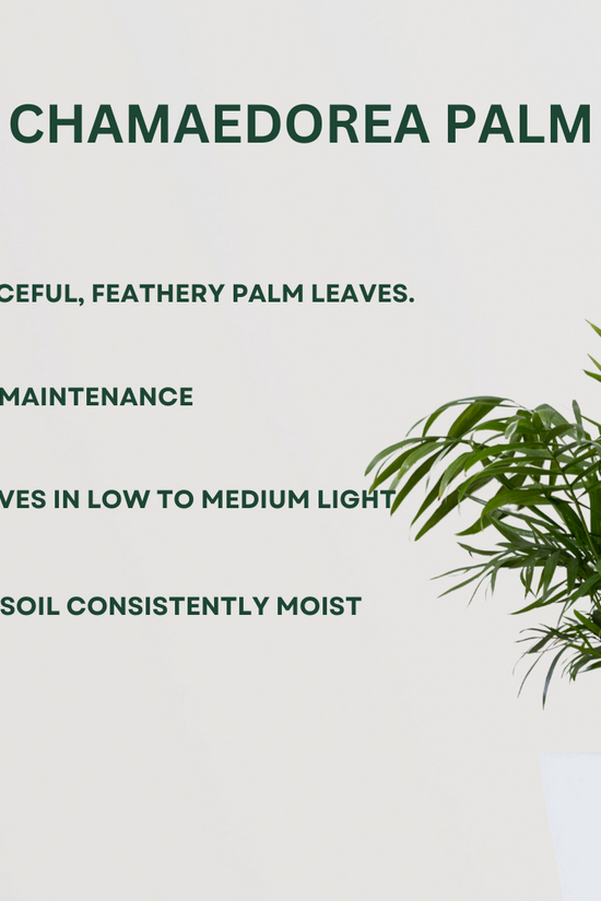 Combo of indoor palm plants