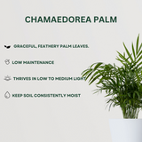 Palm Plant Combo Chamaedorea Palm- Gardengram