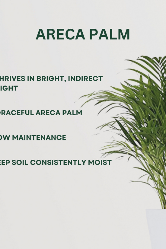 Combo of indoor palm plants