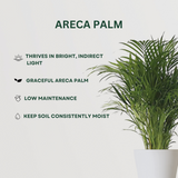 Palm Plant Combo Areca Palm - Gardengram