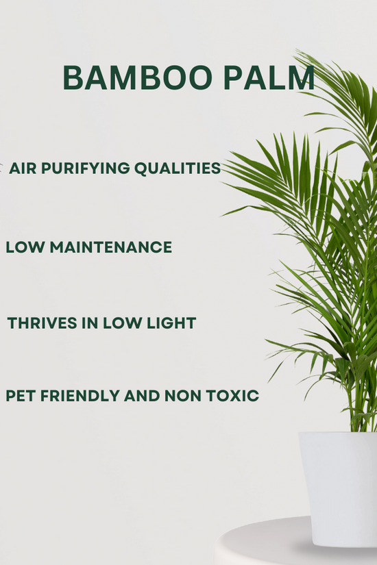 Combo of indoor palm plants