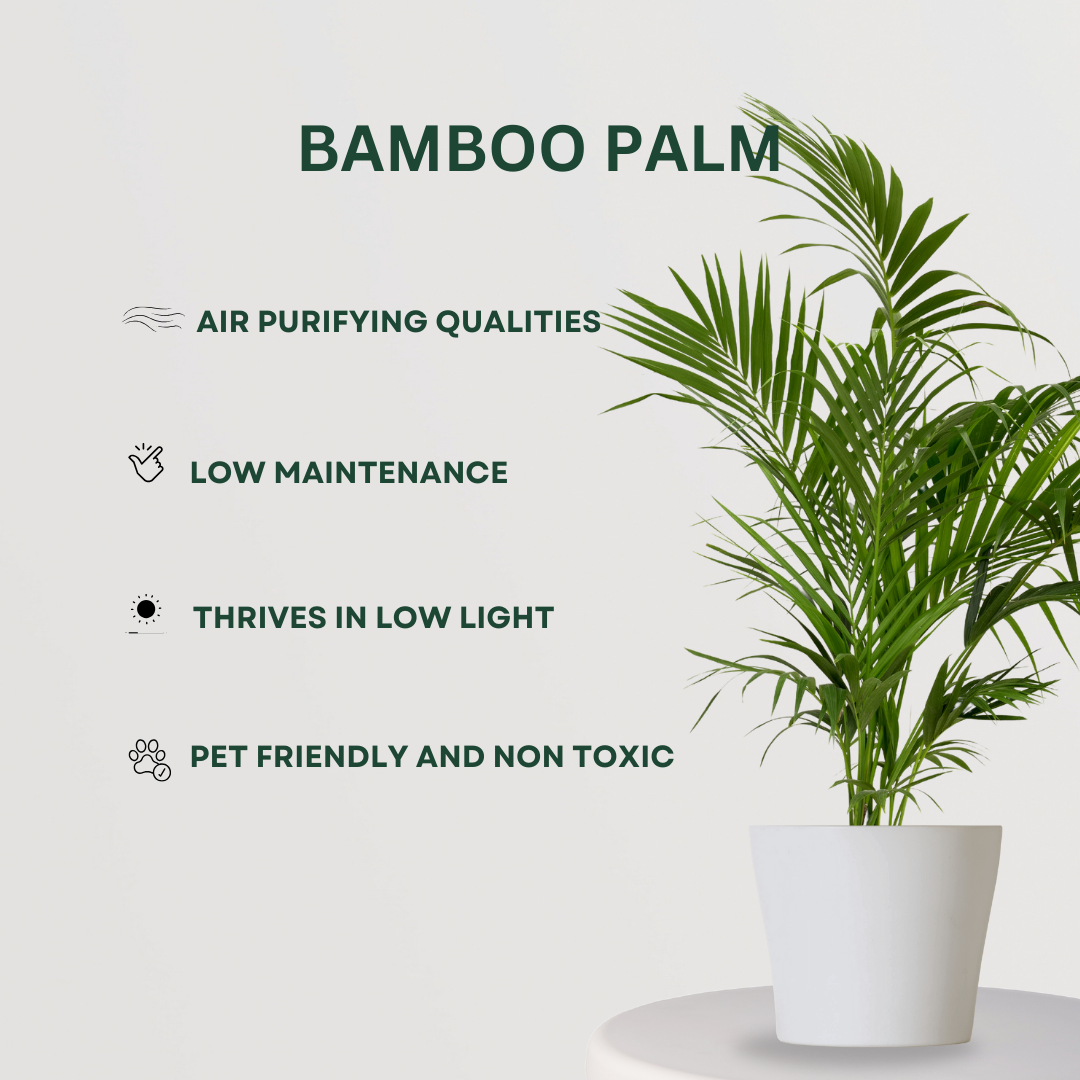 Combo of indoor palm plants