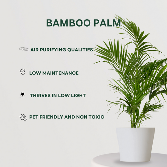 Combo of indoor palm plants