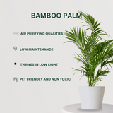Palm Plant Combo Bamboo Palm - Gardengram