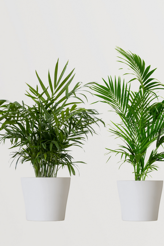 Set of decorative palm plants