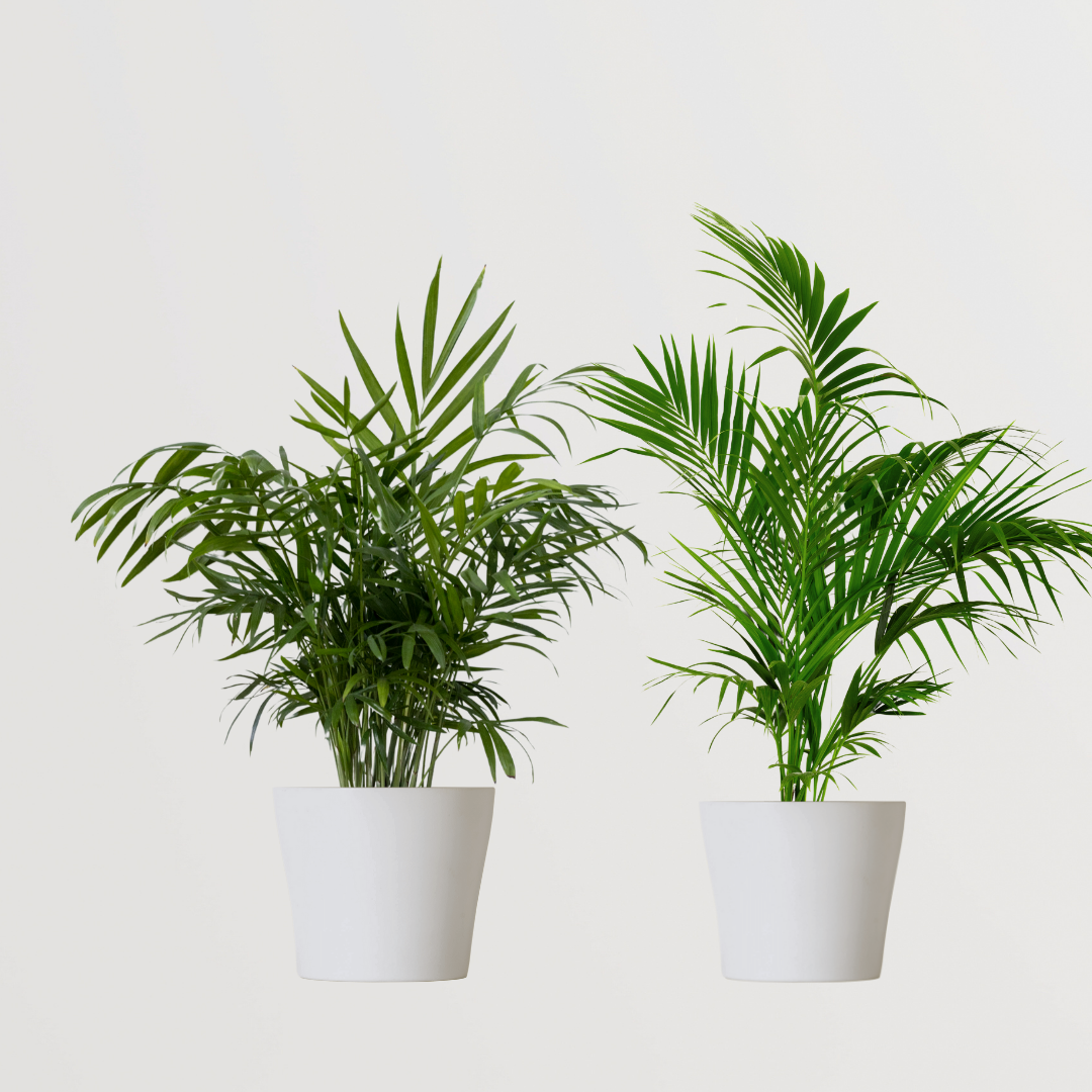 Set of decorative palm plants
