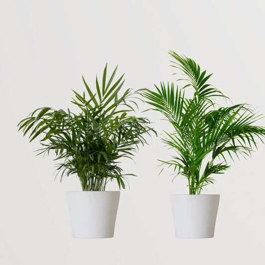 Set of decorative palm plants
