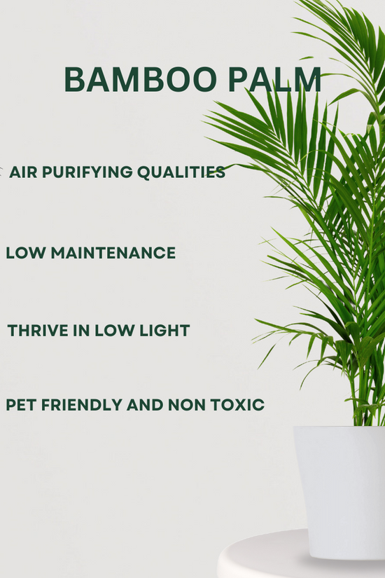 Set of decorative palm plants