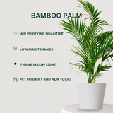 Palm Bundle Bamboo Palm - Gardengram 