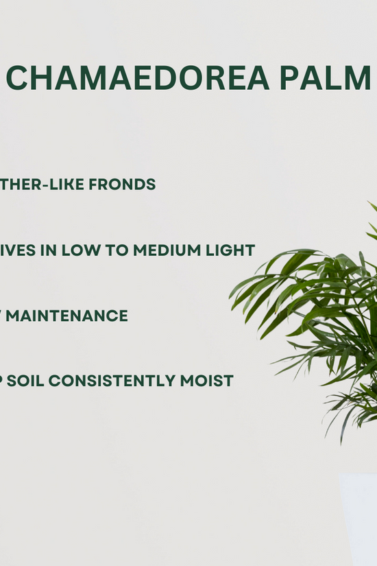 Set of decorative palm plants