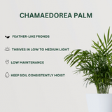 Palm Bundle Chamaedorea Palm- Gardengram 