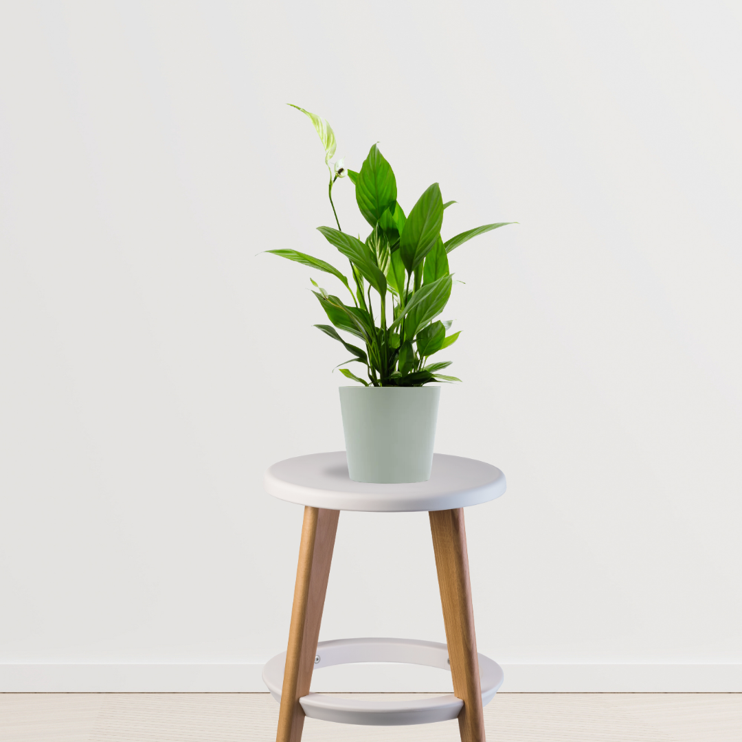 Peace Lily Plants - Small