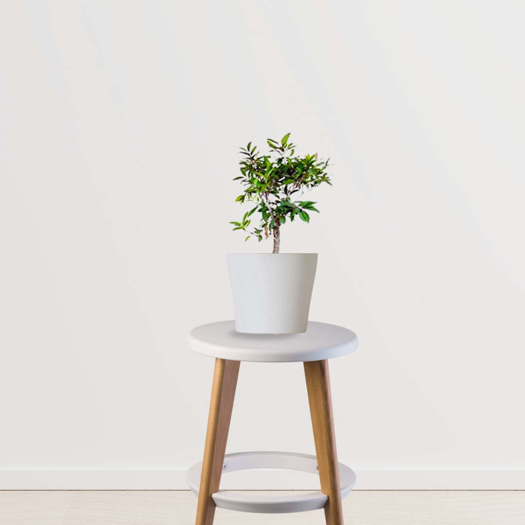 Peach fruit tree for backyard garden
