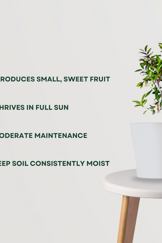 Peach fruit tree for backyard garden
