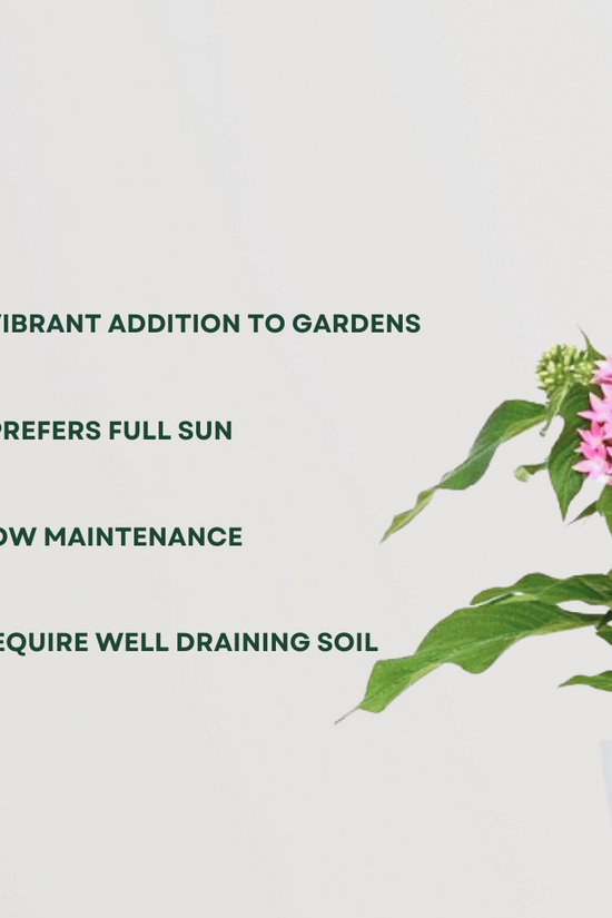 Pentas pink flowering plant
