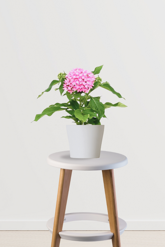 Pentas pink flowering plant
