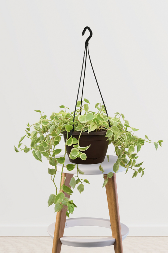 Peperomia variegated plant with setup
