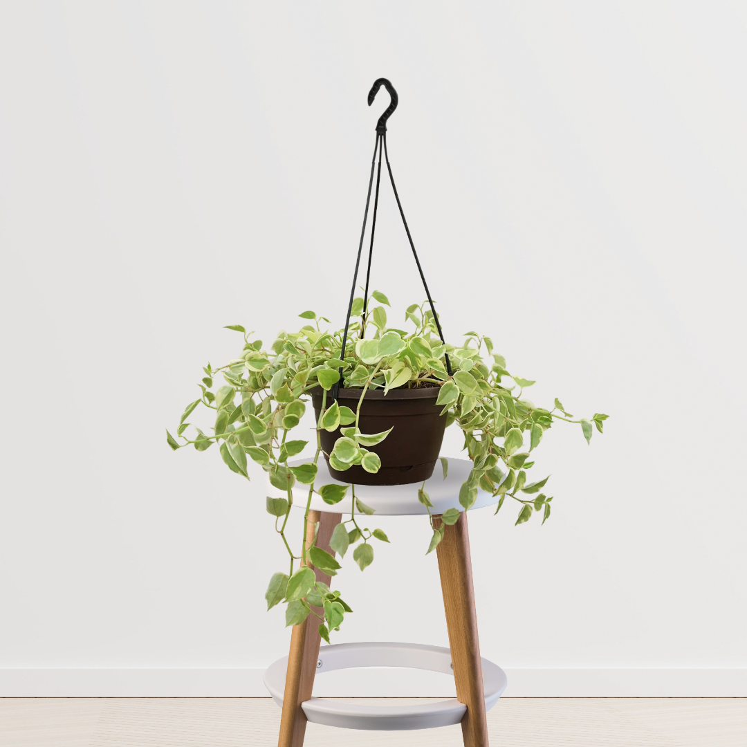 Peperomia variegated plant with setup
