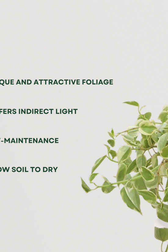 Peperomia variegated plant with setup
