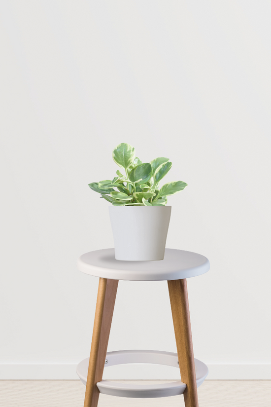 Peperomia variegated indoor plant