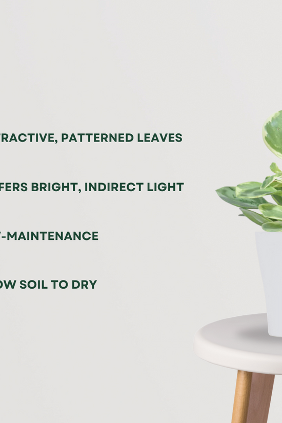 Peperomia variegated indoor plant
