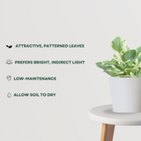 Peperomia Variegated Plant with Pot and potting mix - Gardengram 