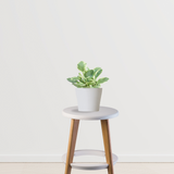 Peperomia Variegated Plant with Pot and potting mix - Gardengram 