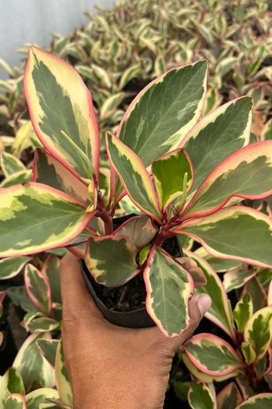 Peperomia Ginny for tabletop decor
