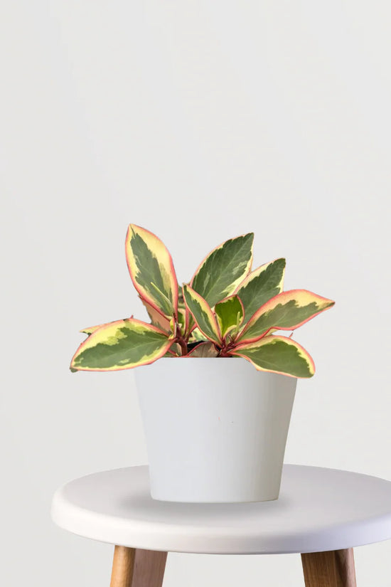 Gentle Greens Collection (Ponytail Palm, Bamboo Palm, Peperomia Green)