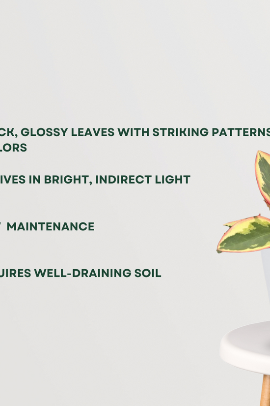 Peperomia Ginny for tabletop decor
