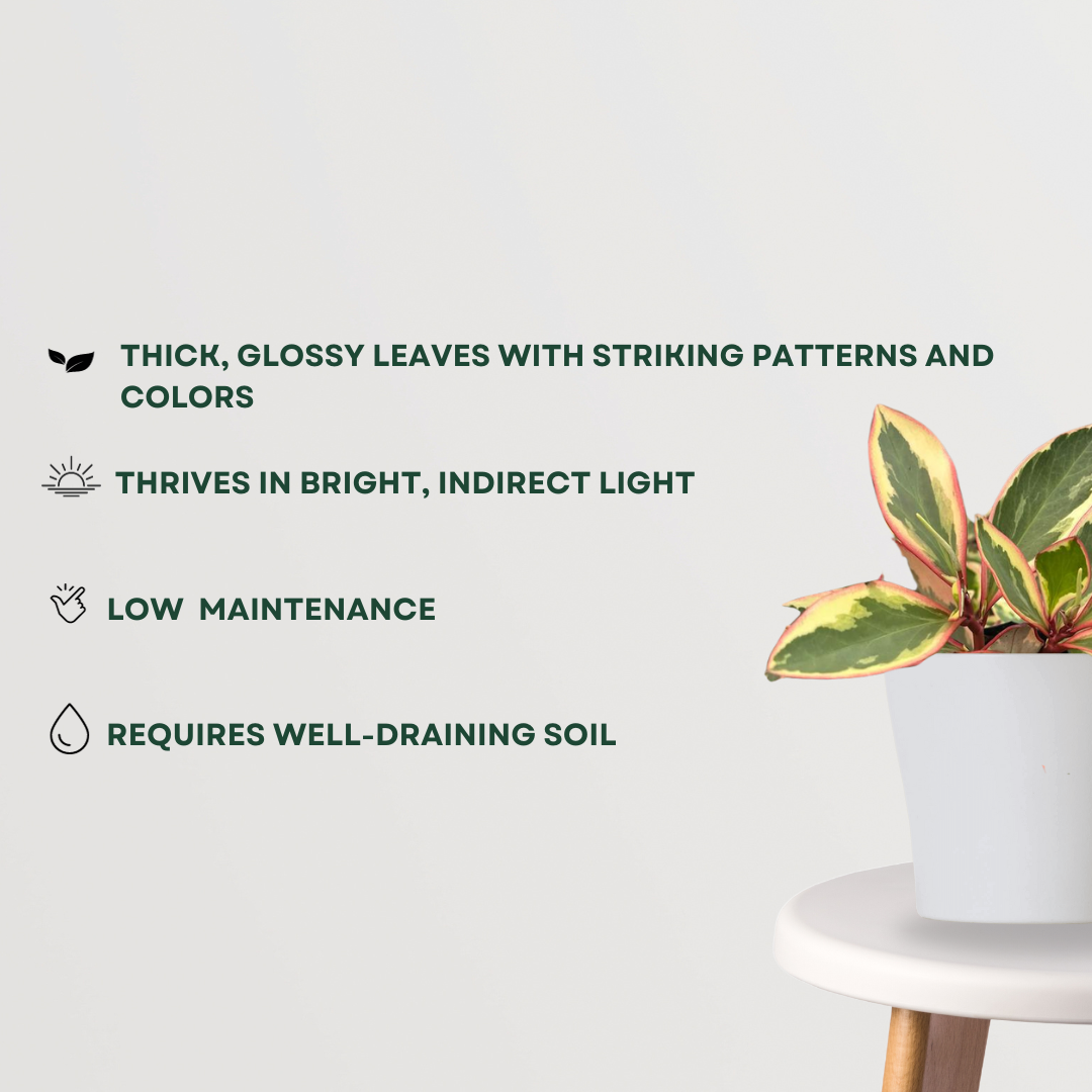 Peperomia Ginny for tabletop decor
