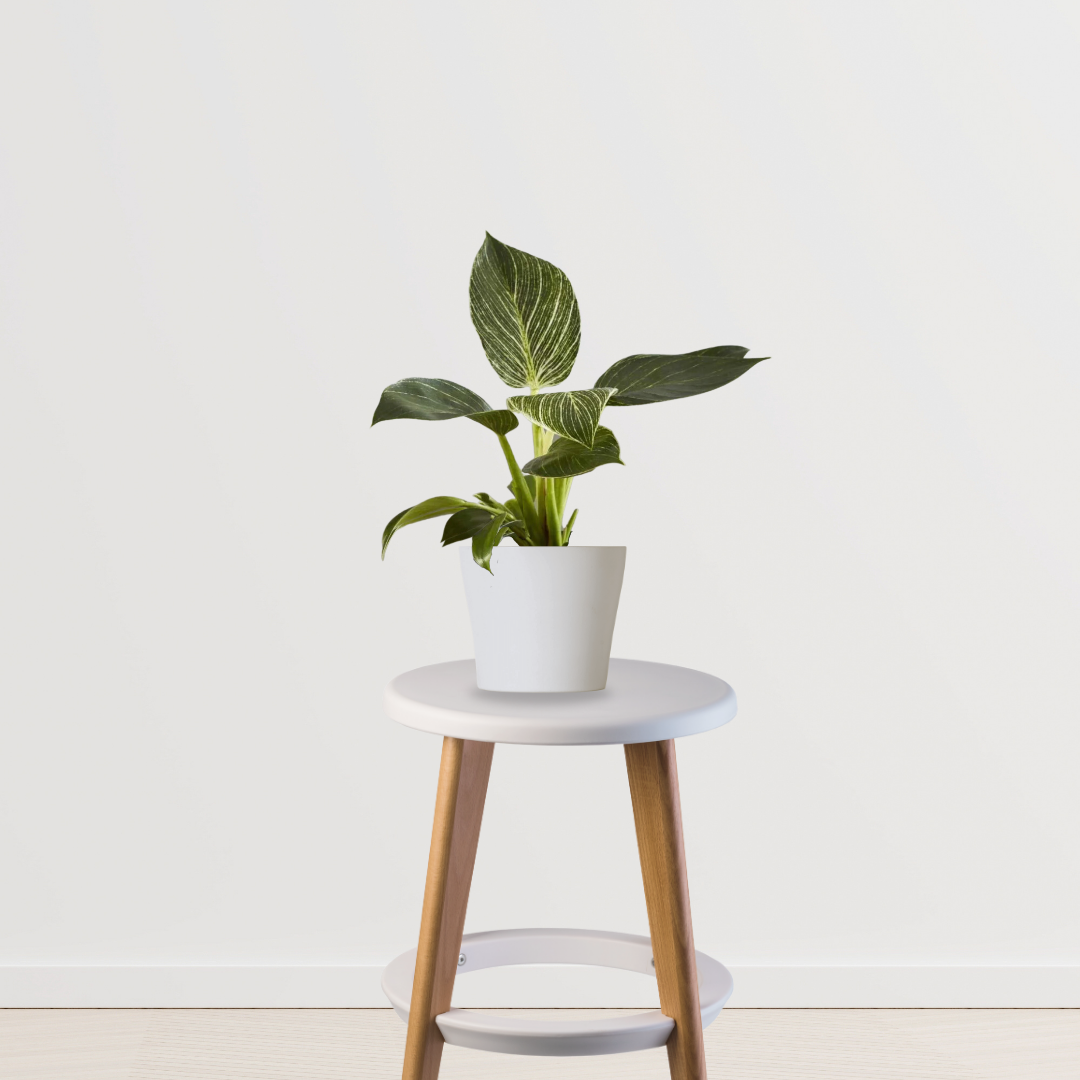 Philodendron Birkin air-purifying plant
