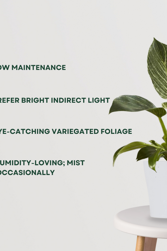 Philodendron Birkin air-purifying plant
