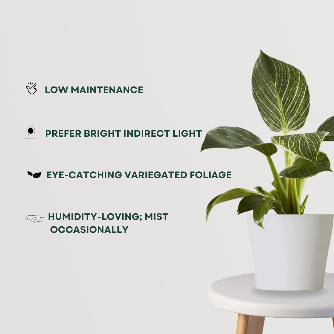 Philodendron Birkin air-purifying plant
