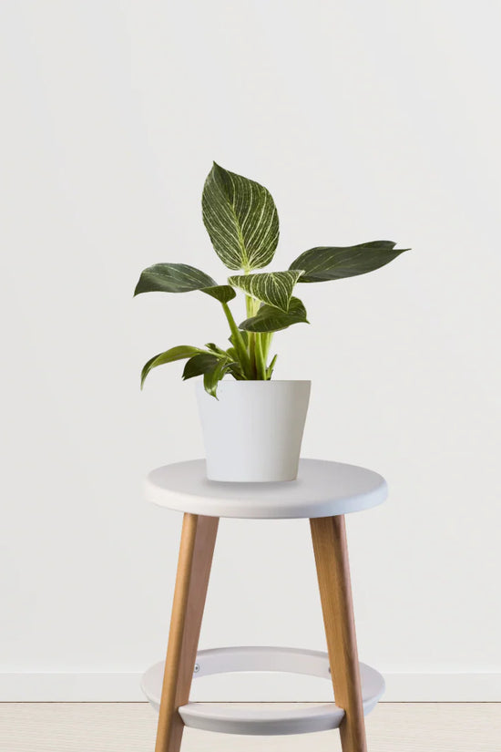 philodendron triostar Exotic Elegance Trio (Stromanthe Triostar, Aglaonema Pink, Philodendro – Gardengram