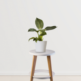 Philodendron Birkin | Air Purifying Plant