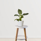 Tropical Treasure Deal (Calathea Orbifolia, Anthurium, Philodendron Birkin)