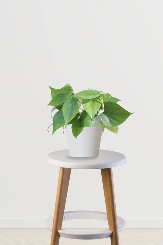 Pure Living Combo (Rubber Plant, Philodendron, Money Plant)